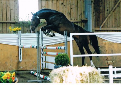 Freispringen Earl of Classic